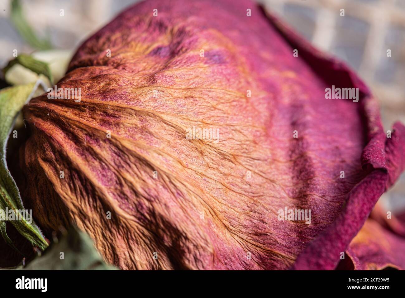 Rosa Blütenblatt auf einer getrockneten toten Rose Blume aus nächster Nähe Still Stockfoto
