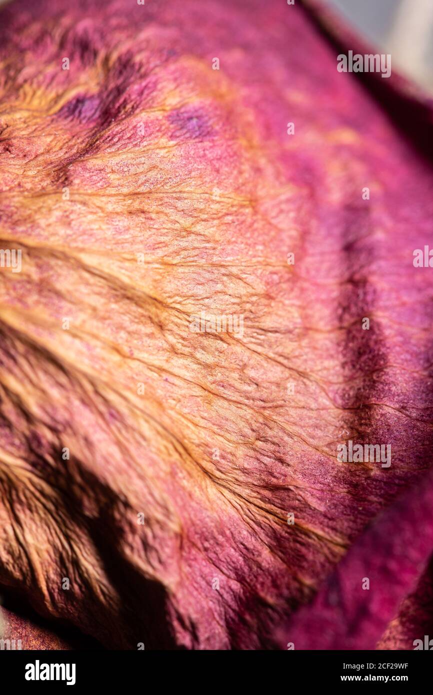 Rosa Blütenblatt auf einer getrockneten toten Rose Blume aus nächster Nähe Still Stockfoto