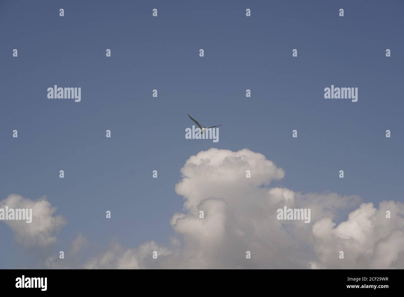 Australische Pelikane breite Spannweite gegen blauen Himmel und majestätische Wolke Bildung Stockfoto