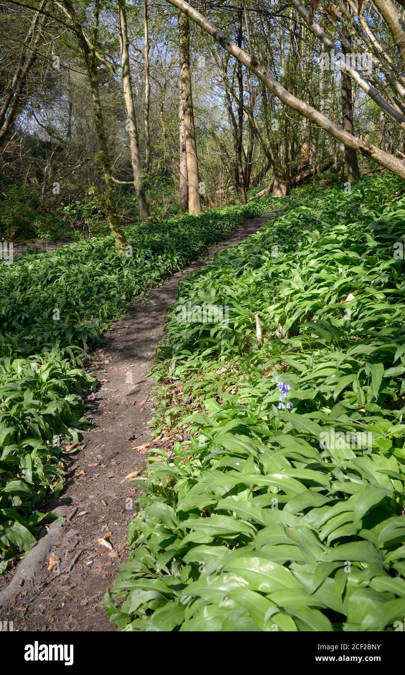 Bärlauch (Allium ursinum) auch bekannt als Ramsons, Buckrams, breitblättrigen Knoblauch, Holz Knoblauch, Bärlauch oder Bärlauch, wächst im Wald. Boug Stockfoto