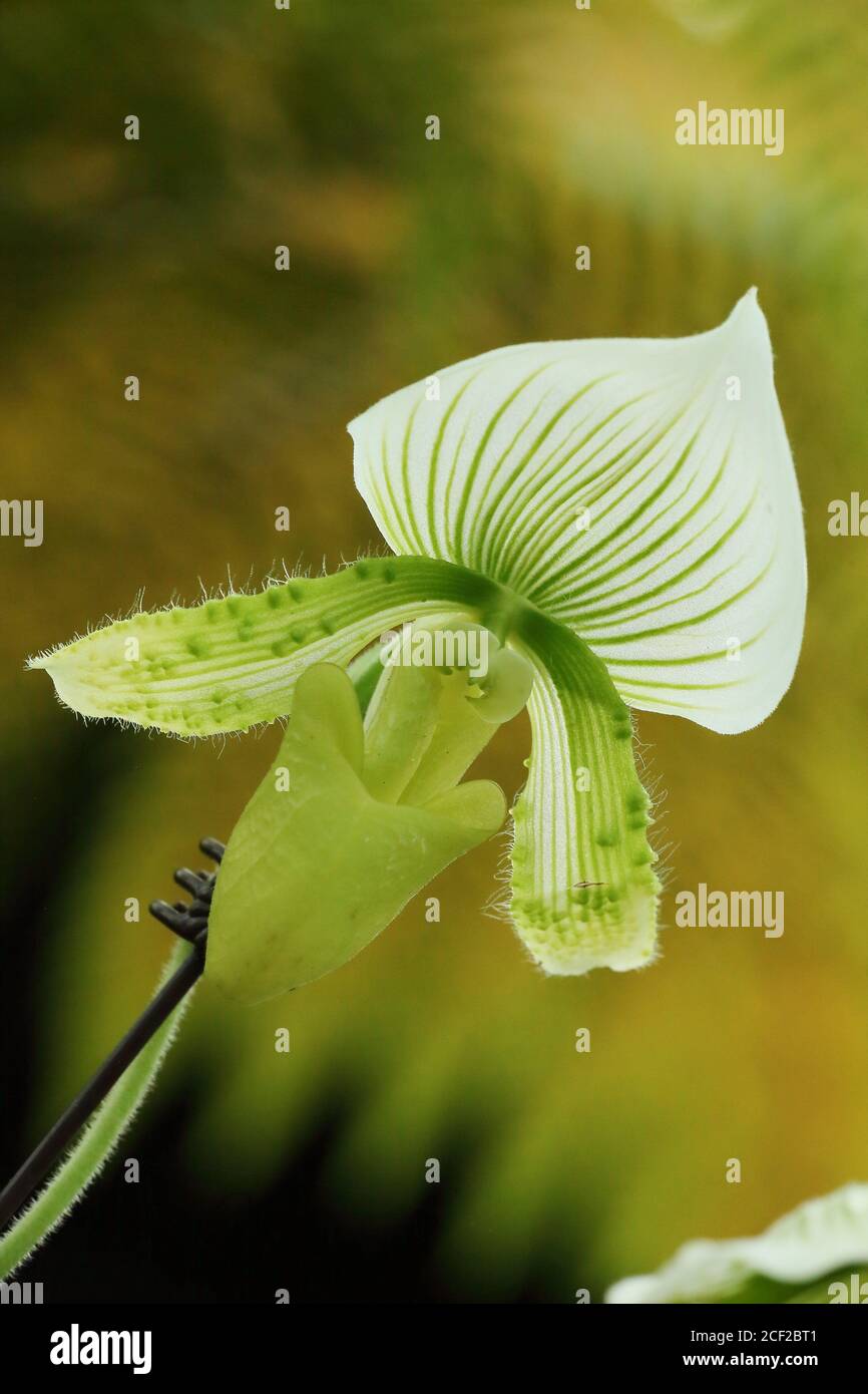 Orchideenblume im Garten, Slipper Orchideen, venus Slipper, Asparagales, borneo, asien Stockfoto
