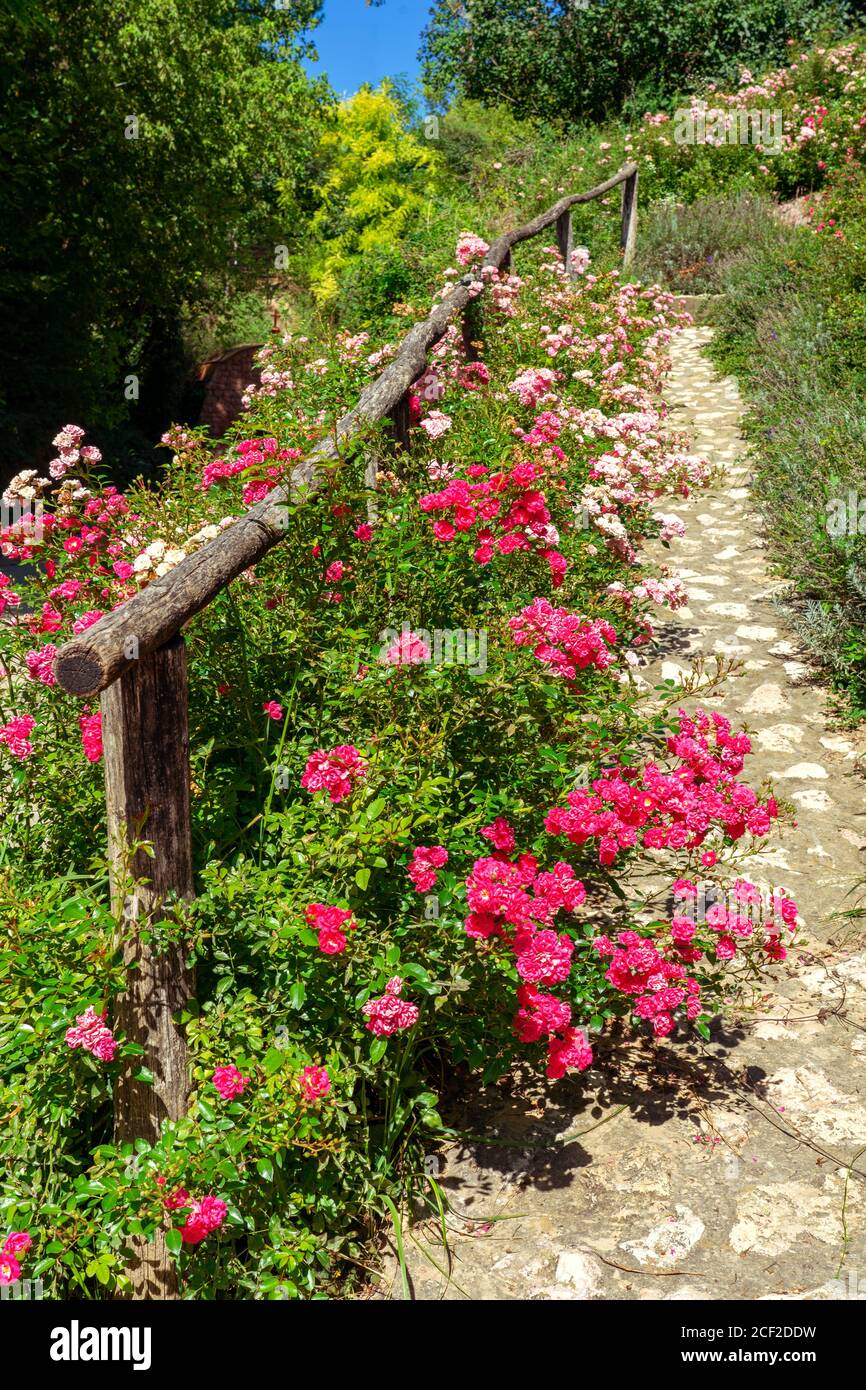 Schöne rosa Rosen neben einem Naturpfad ein Weg Im Garten Stockfoto