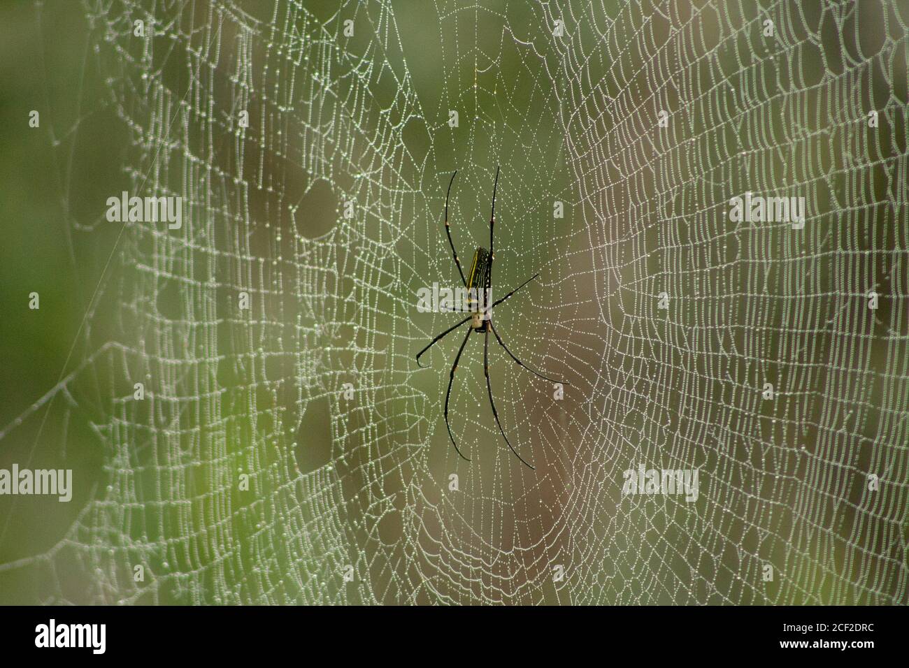 Netz der Riesenspinne mit Tautropfen, Nephila philips, Nephilidae, Tamil Nadu, Indien Stockfoto