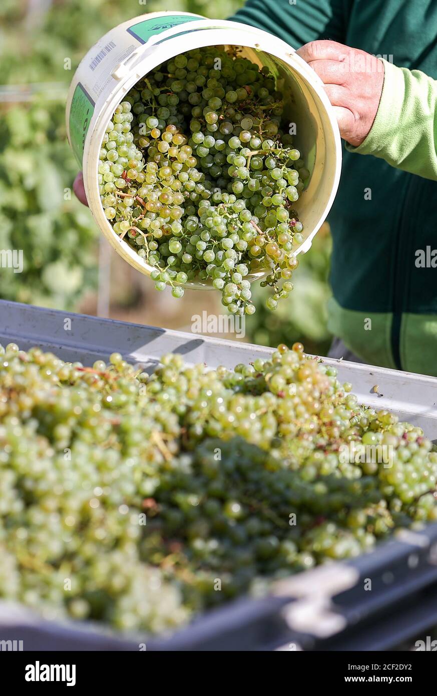 03. September 2020, Sachsen-Anhalt, Höhnstedt: Ein Winzer leert einen Eimer mit Trauben der Sorte 'Müller-Thurgau' in einen Anhänger auf einem Weinberg der Obstproduktion Höhnstedt. Die Weinlese des Winzerverbands Freyburg-Unstrut an Saale und Unstrut ist im Gange. Die späten Fröste während der Eis Heiligen und Hagel Schäden führen zu einem Verlust der Ausbeute. Nur etwa ein Viertel der üblichen Menge wurde auf der halben Hektar Fläche geerntet, etwa 1200 statt 5000 Kilogramm. Quelle: dpa picture Alliance/Alamy Live News Stockfoto