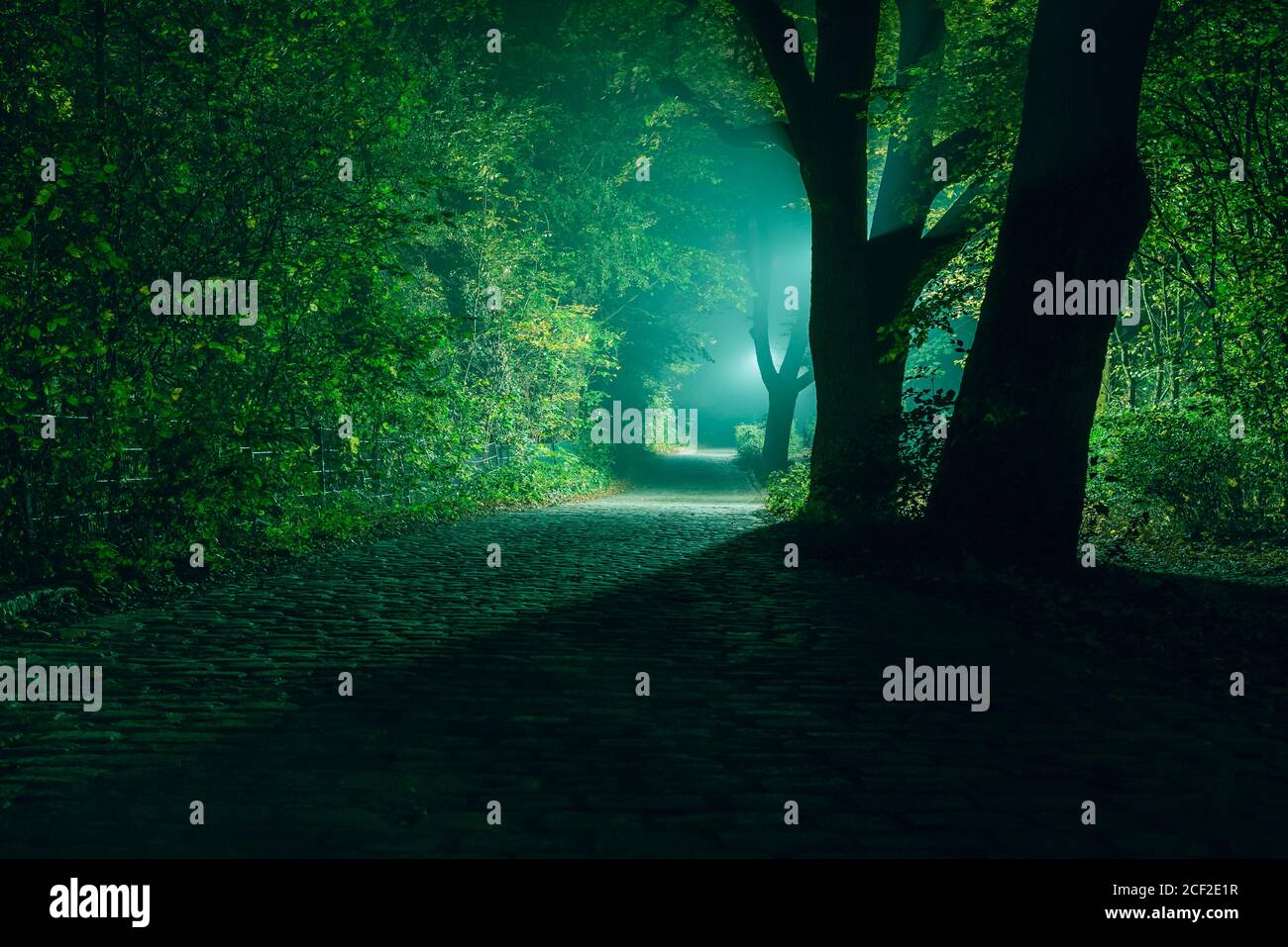 Nebliger Weg im Wald, nebliger Wald bei Nacht, Laternen in einem nebligen Wald, neblige Straße im Wald, Straßenlaternen in nebligen Wald Stockfoto
