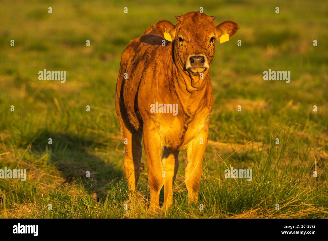 Das junge Kalb des Fleisches brüten auf der Wiese Stockfoto