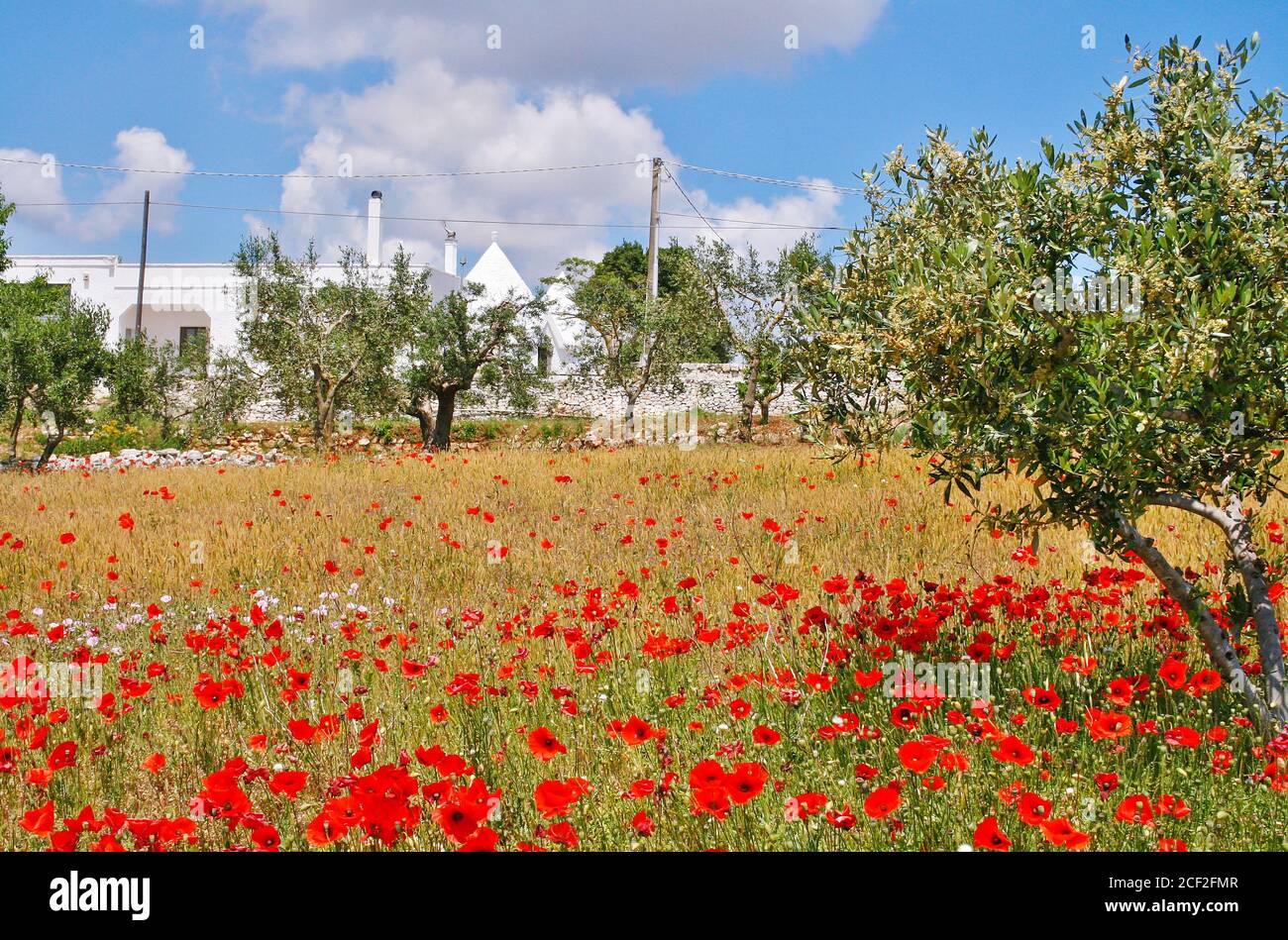 Rote Mohnblumen, Olivenbäume und gelbes Weizenfeld mit alten Trulli Häuser in Apulien, Italien Stockfoto