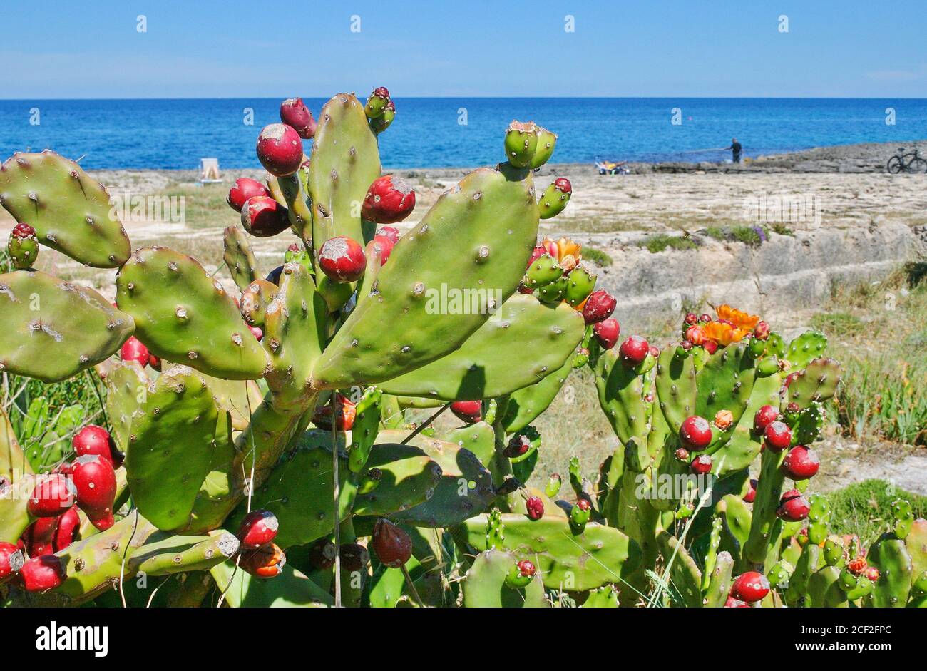 Kaktus aus Kaktus mit roten Früchten an der Mittelmeerküste Mit blauem Meer im Hintergrund Stockfoto