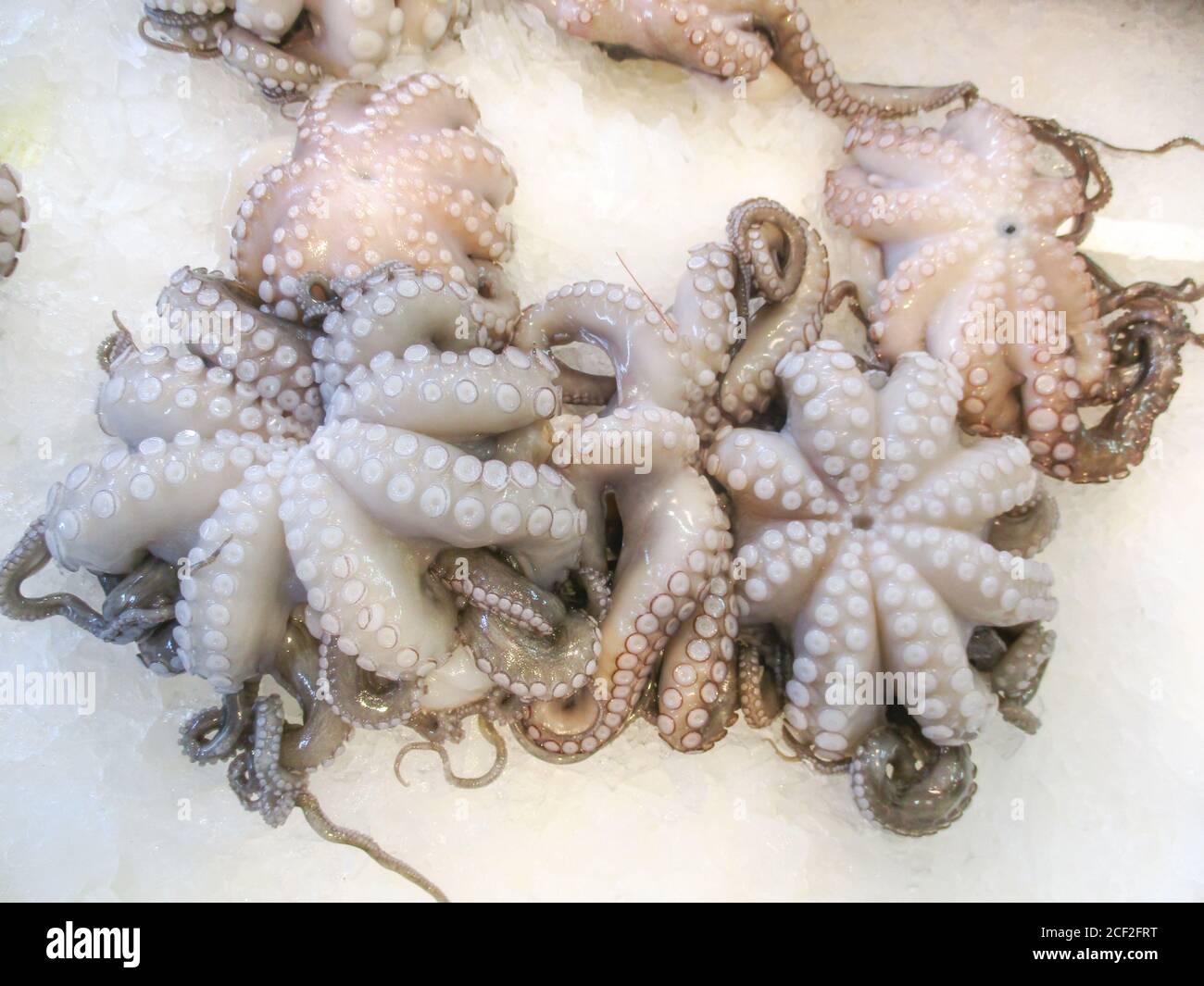 Meeresfrüchte, mediterrane rohe Kraken in einem Fischmarkt Stockfoto