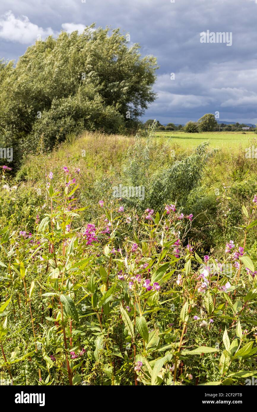 Himalayan Balsam (Impatiens glandulifera) blüht neben dem stillstehenden Stroudwater Navigation bei Saul, Gloucestershire UK Stockfoto