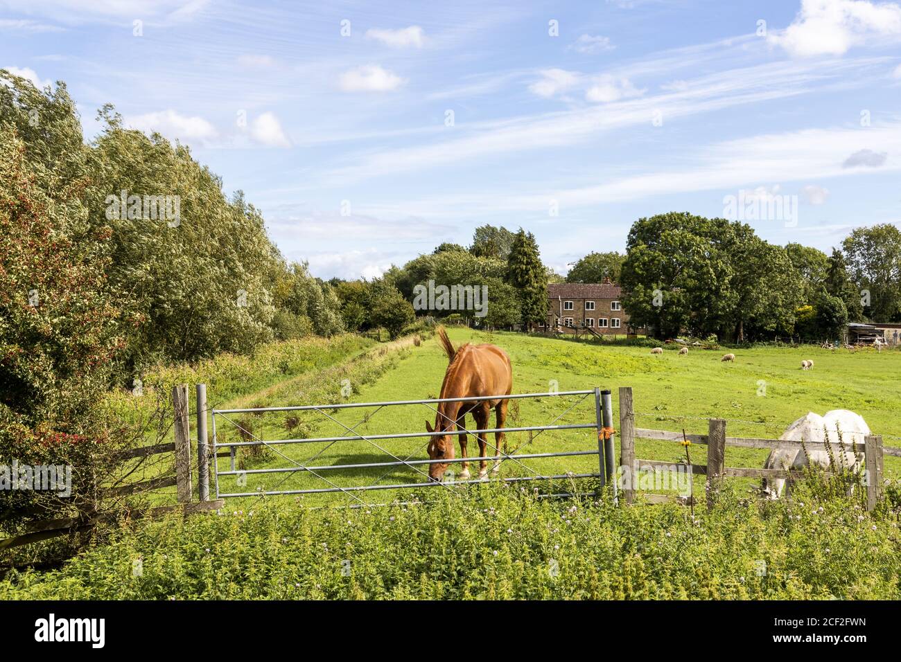 Die Themse und Severn Way Fernwanderweg neben der stillgelegte Stroudwater Navigation in der Nähe von Saul, Gloucestershire UK Stockfoto