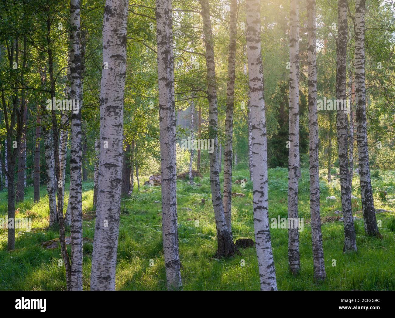 Landschaftlich schöne Waldlandschaft mit schönem Sonnenlicht bis zum Wald bei Sommerabend in Finnland Stockfoto