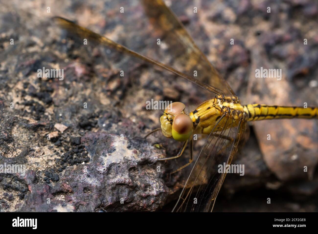 Gelbe Libelle Stockfoto