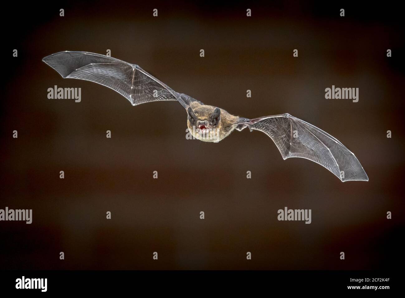 Pipistrelle bat (Pipistrellus pipistrellus) fliegen am Dachboden des Hauses vor der Mauer in der Dunkelheit. Diese Sorte ist bekannt für Rast- und Leben Stockfoto