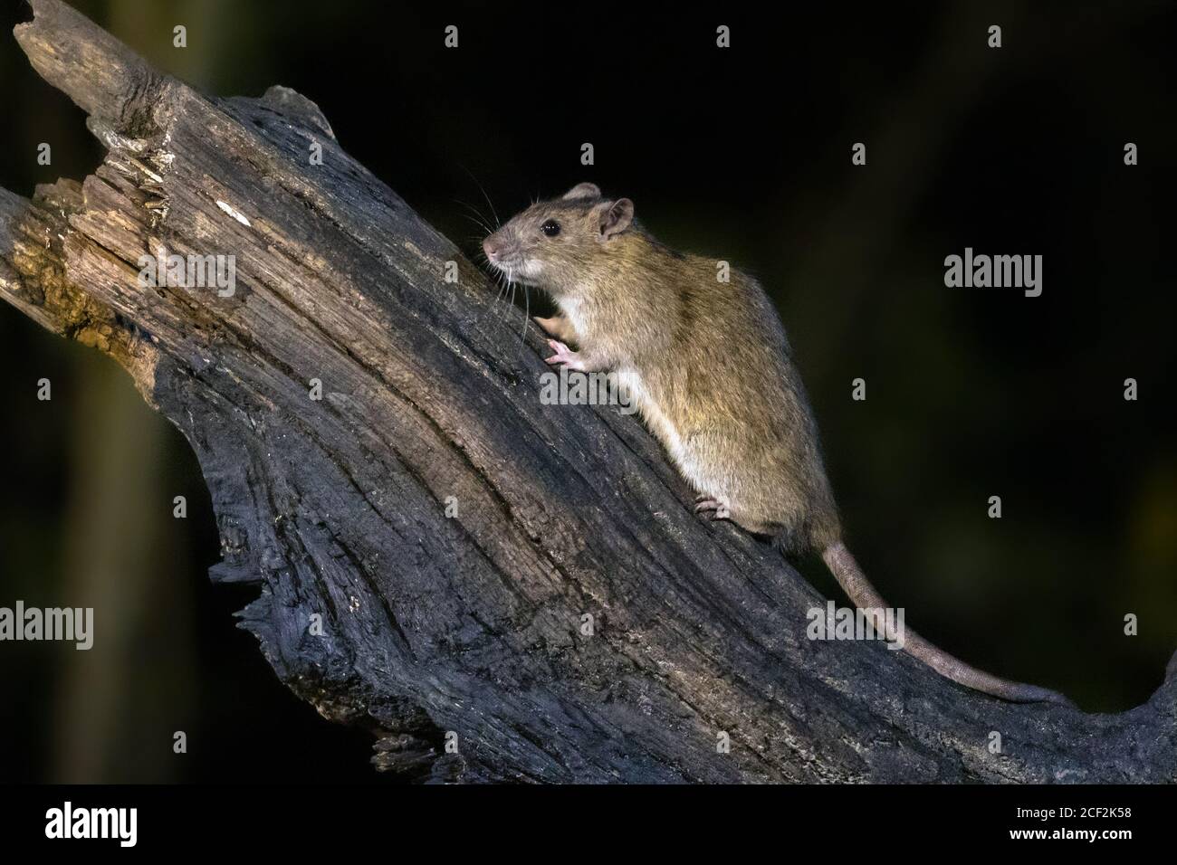 Braune Ratte (Rattus norvegicus) auf einem Stamm bei Nacht in natürlicher Umgebung, Niederlande Stockfoto