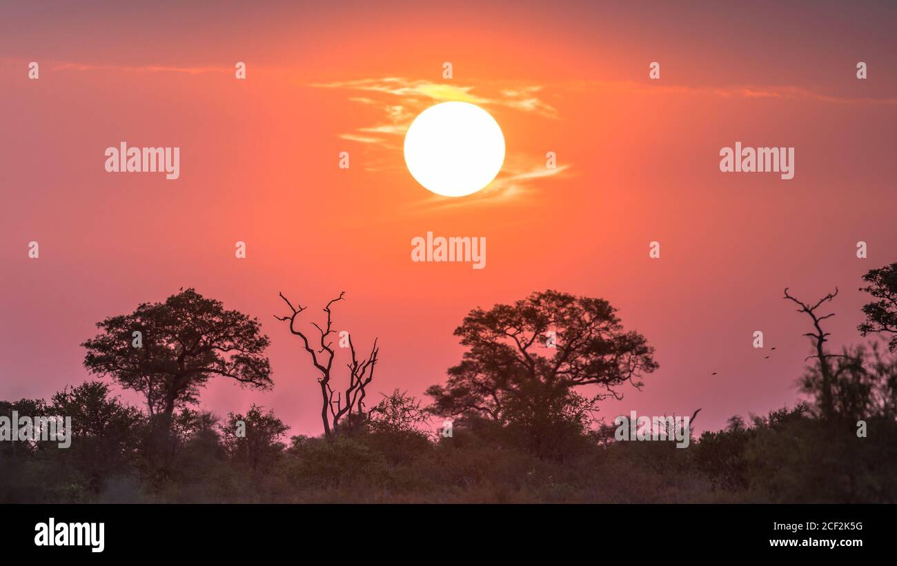 Die afrikanische Sonne über Silhouette Savanne Bäumen, Büschen und Gras bei Sonnenuntergang im Krüger Nationalpark, Südafrika Stockfoto