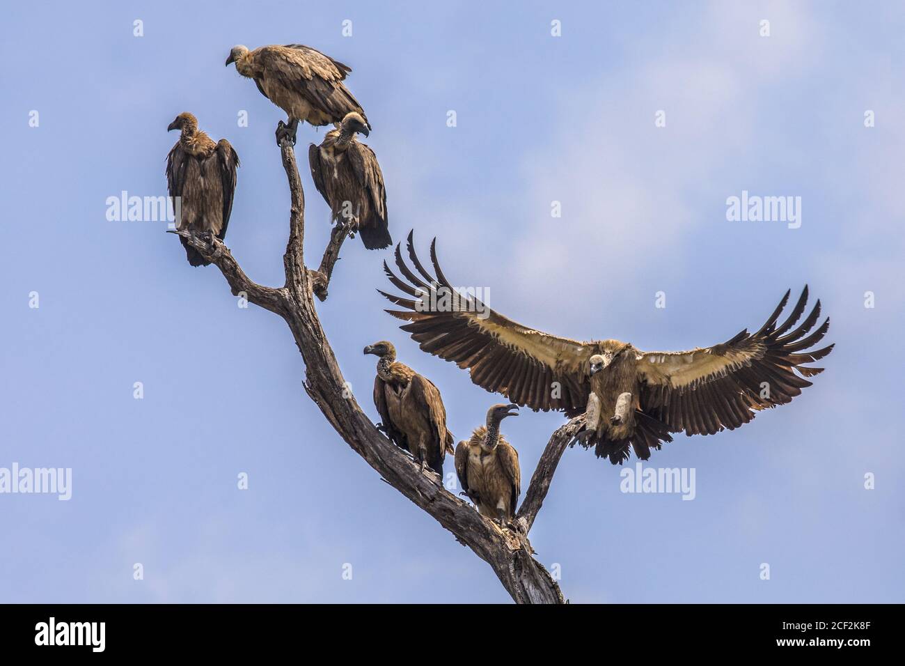 Weiß-backed Vulture (Tylose in Africanus) Gruppe von Vögeln, die in toten Baum gehockt während ein Vogel landet im Krüger Nationalpark, Südafrika Stockfoto