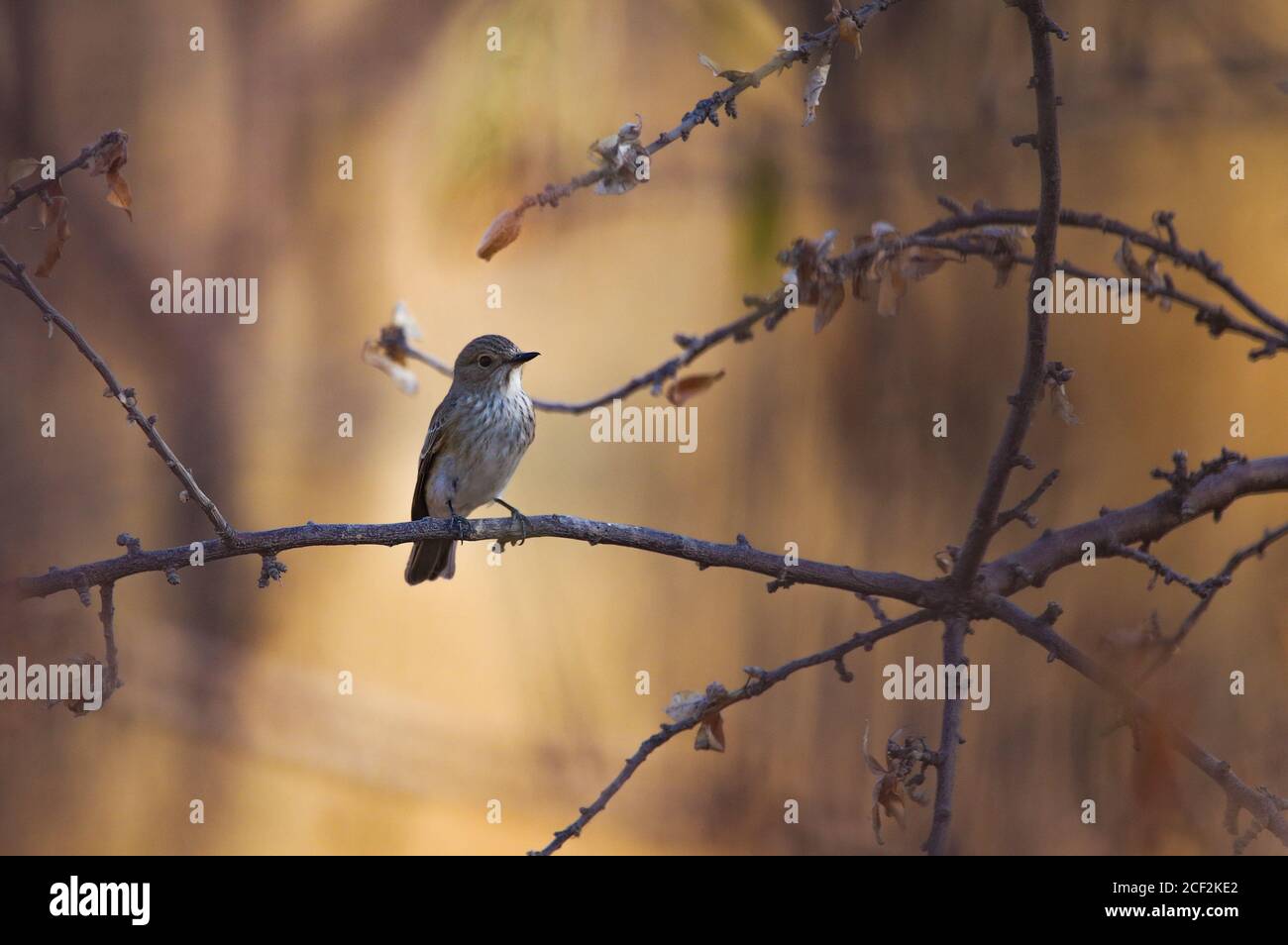 Alte Welt Fliegenfänger auf Zweig des Baumes halten zeigen Macht Wildtiere Stockfoto