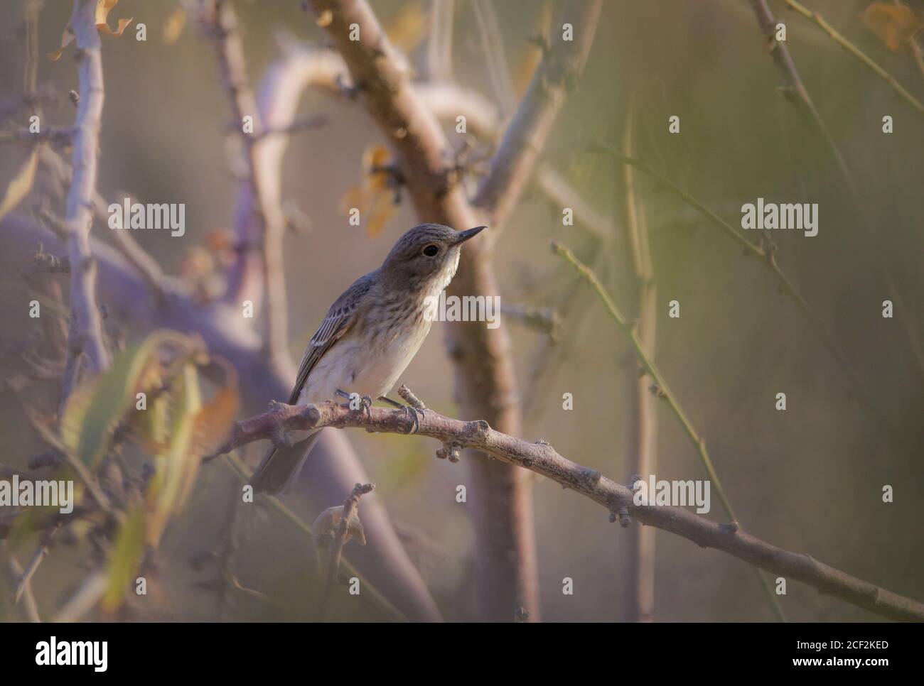 Alte Welt Fliegenfänger auf Zweig des Baumes halten zeigen Macht Wildtiere Stockfoto