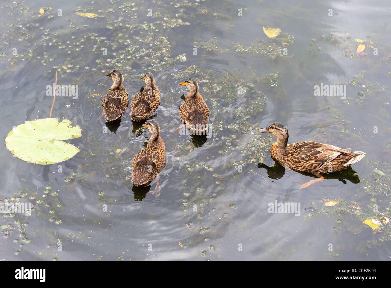 Stockente mit vier Enten auf Wasser Stockfoto