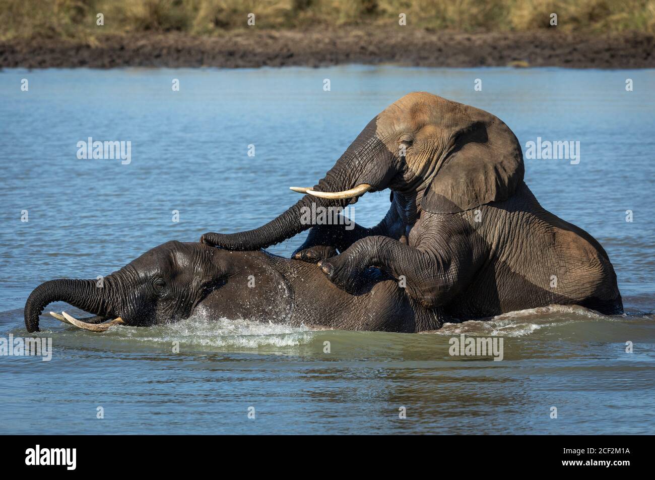 Elefanten spielen im Wasser an einem sonnigen Tag in Kruger Nationalpark in Südafrika Stockfoto