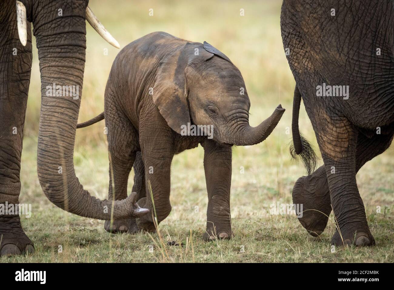 Kleines Elefantenkalb, das mit seiner Familie in Masai Mara spazierengeht In Kenia Stockfoto