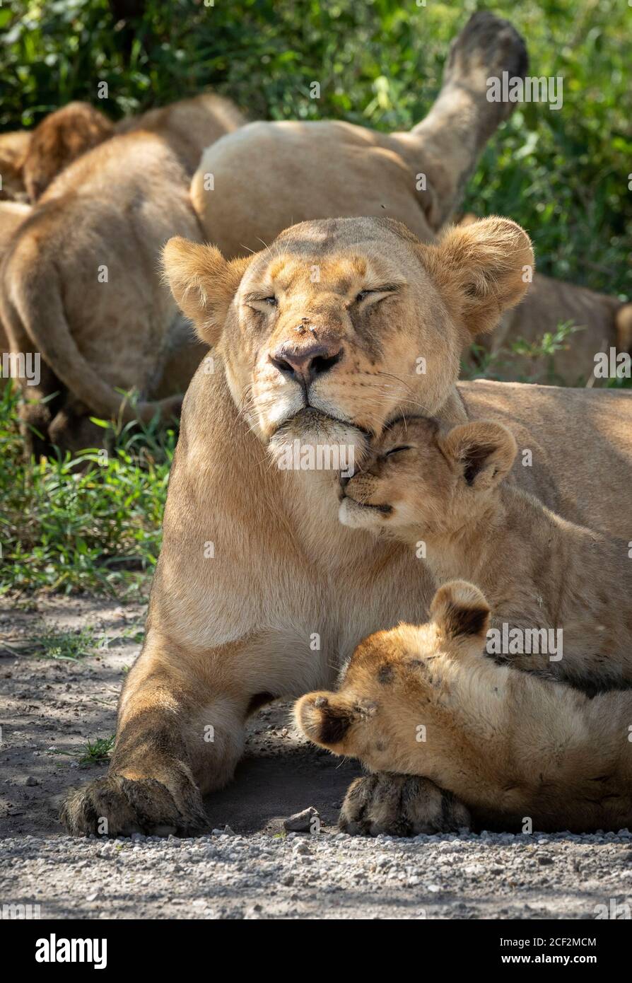 Löwin mit Fliegen auf der Nase und geschlossenen Augen Nach ihren zwei Jungen in Ndutu Tansania Stockfoto