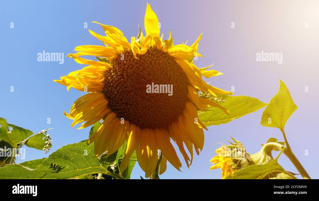 Sommersonnenblumenfeld. Lebendige Und Lebendige Farben. Aus dem Lateinischen Helianthus oder Helianthus annuus sammeln Sonnenlicht während des Tages. Stockfoto