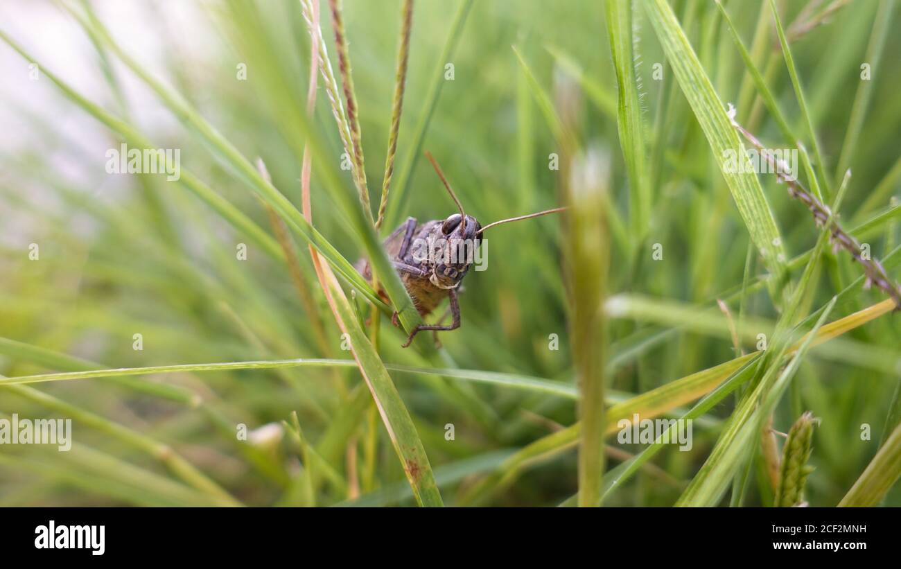 Grass Hopper Kriecht Das Grüne Gras Hinauf. Bush-Cricket Makroaufnahme. Sommer Morning Meadow Eastern Locust Auf Der Suche Nach Nahrung Im Wald. Bush-Cricket Stockfoto