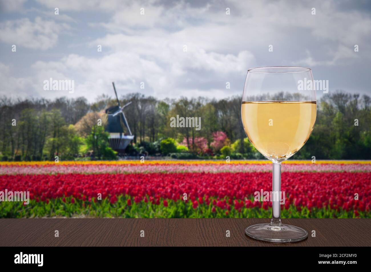 Ein Glas Weißwein gegen Tulpenfeld und Windmühle in den Niederlanden. Stockfoto