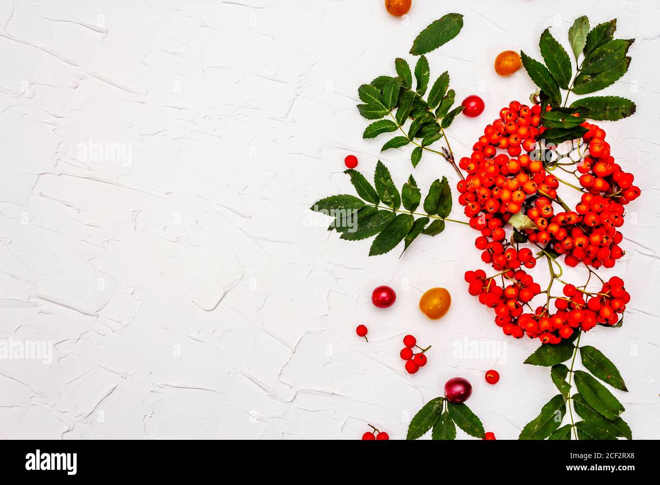 Reife Eberesche Beeren und Kirsche Pflaume Früchte. Herbst gute Laune, weißer Kitt Hintergrund, Draufsicht Stockfoto