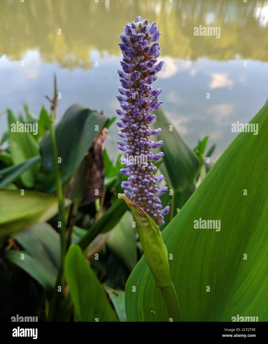 Hohe violette Pontederia cordata bereit, in der Nähe des Flusses zu blühen Im Sommer Stockfoto