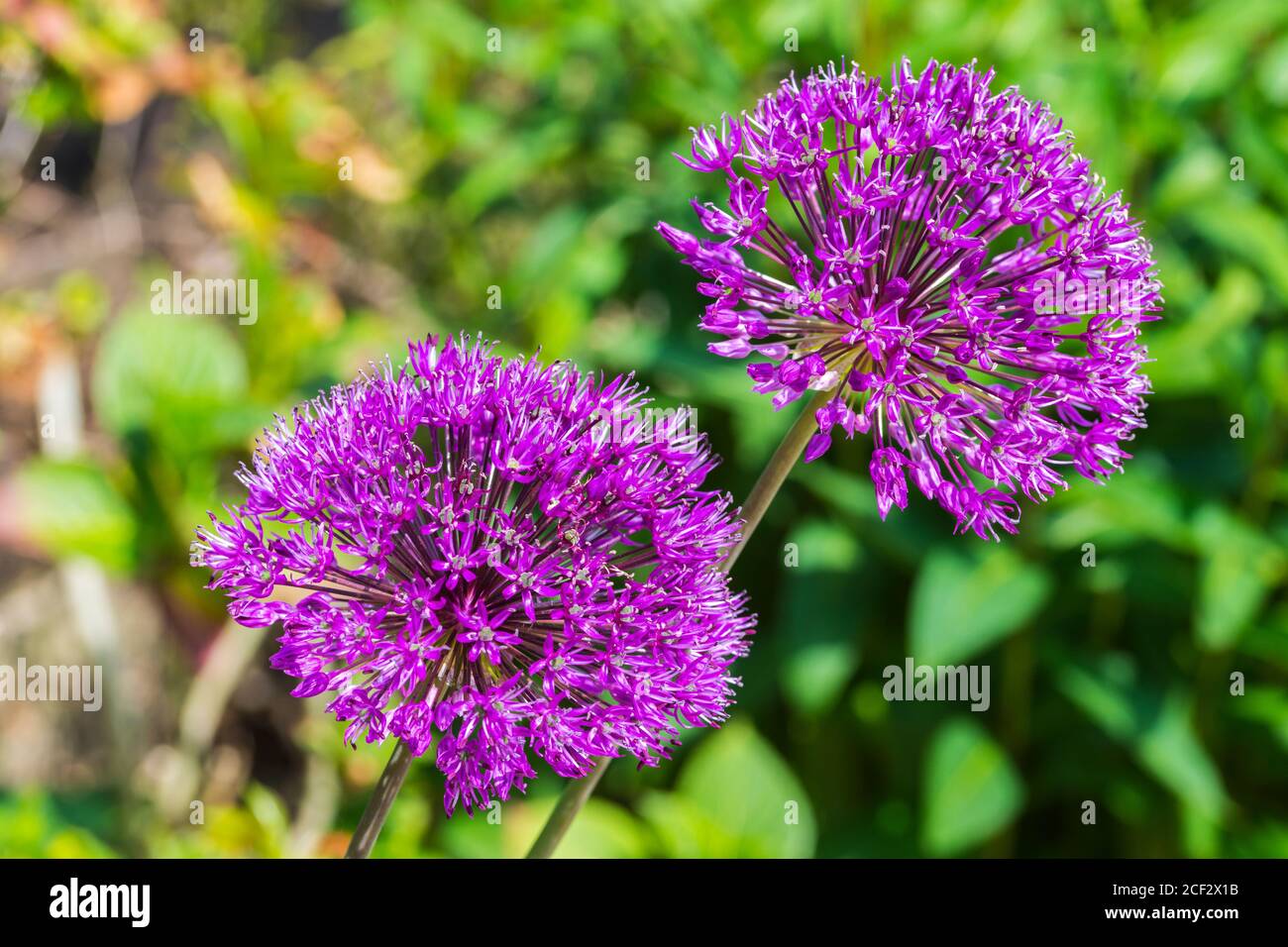 Allium 'Globemaster' Blütenblüte. Familie Alliaceae Stockfoto