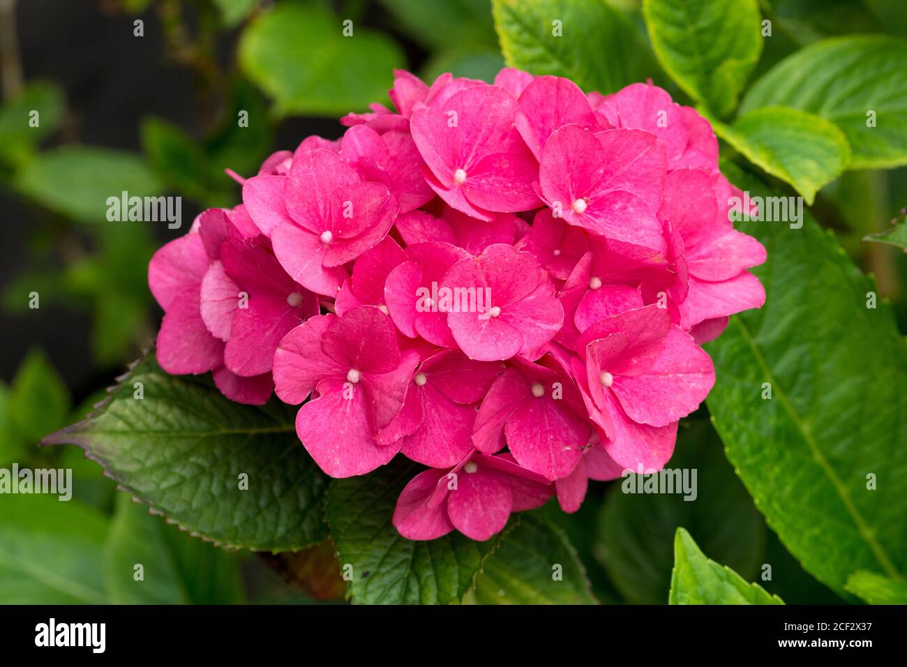 Hortensia macrophylla Blütenblüte. Familie Hydrangeaceae Stockfoto