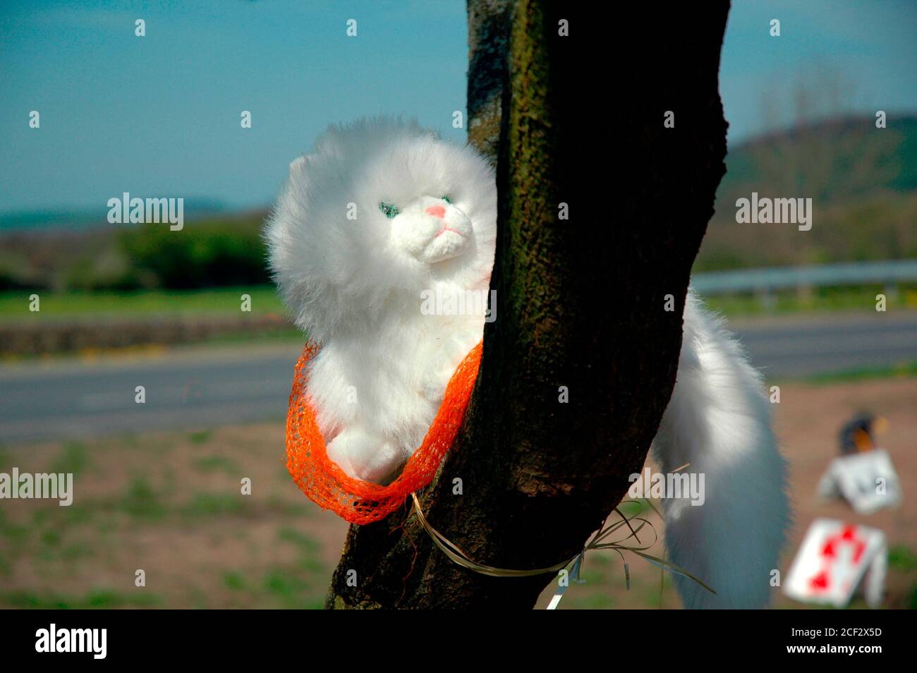 cheshire katze stockfotos und bilder kaufen alamy