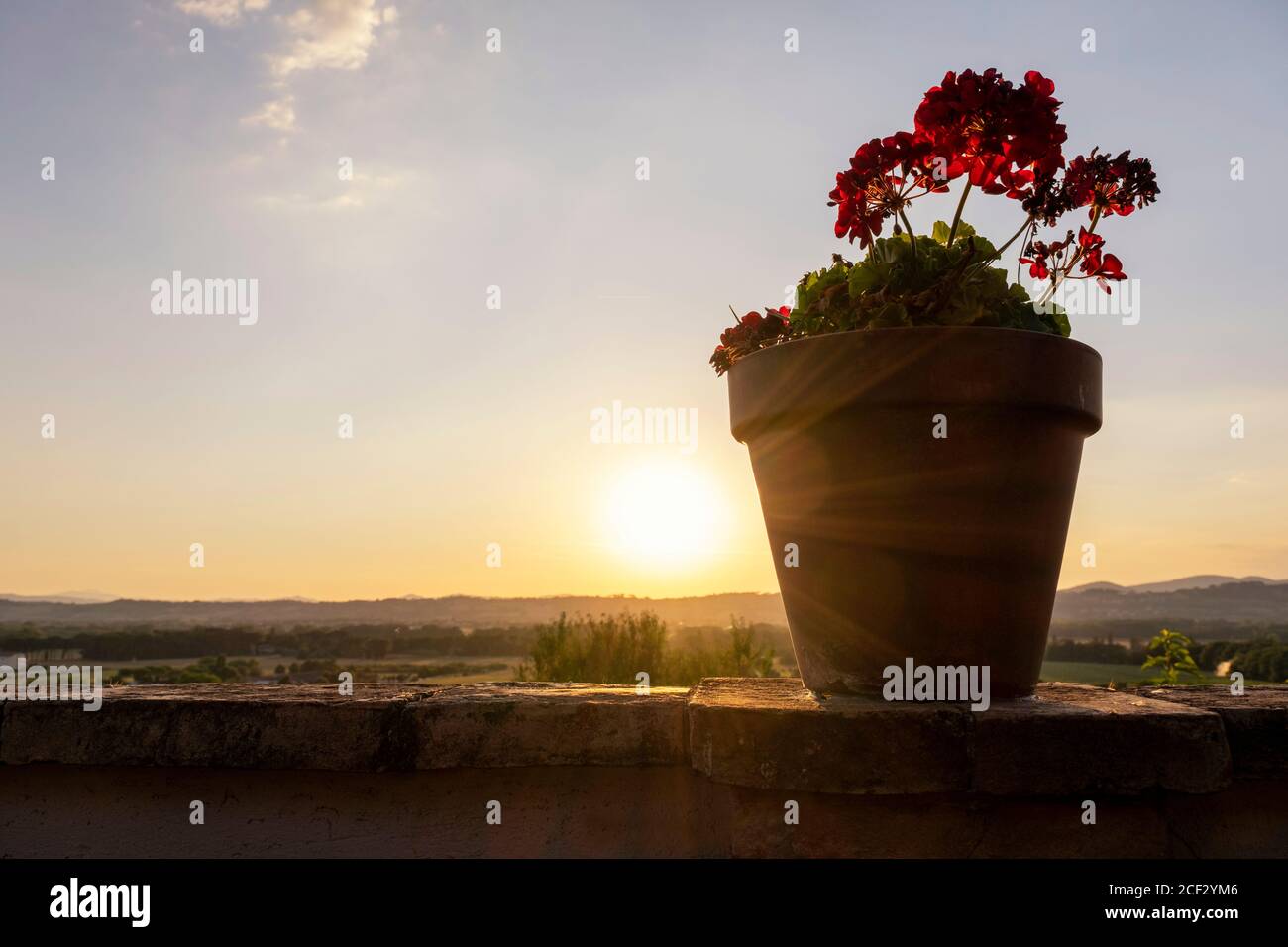 Zierpflanze in der Abendsonne Stockfoto