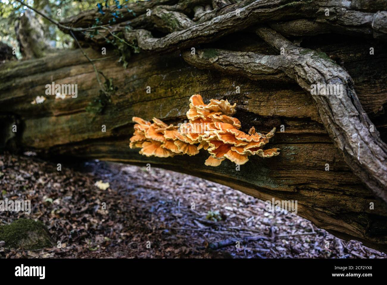 Huhn des Waldpilzes (Laetiporus schwefelig) auf einem toten Baumstamm im Spätsommer im New Forest in Hampshire, England, Großbritannien Stockfoto