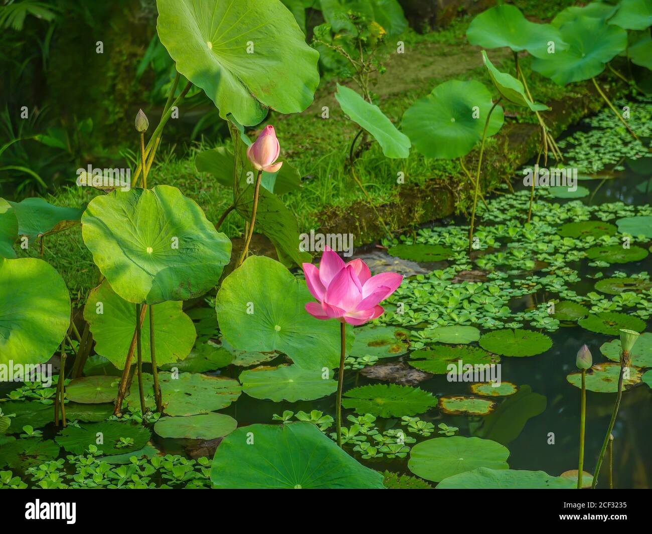 Eine wunderschöne rosa heilige Lotusblume (Nelumbo nucifera) blüht in einem Gartenteich in Bali, in weichem Morgenlicht. Stockfoto