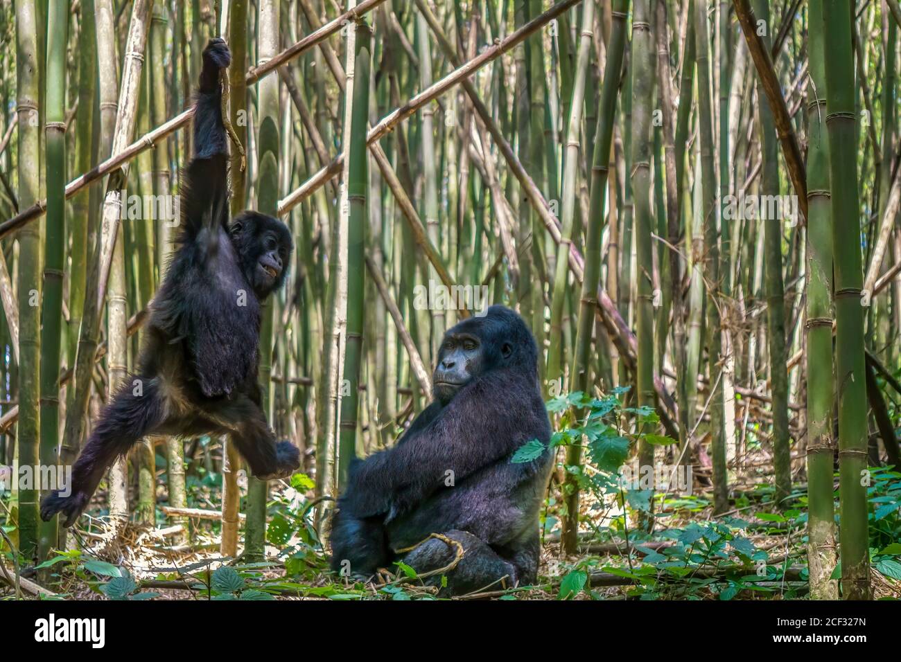 Ein seltener Anblick, als ein männlicher Silberrücken-Berggorilla seinen Sohn spielerisch auf einer Weinrebe in einem Bambuswald in Ruanda schwingen sieht. Stockfoto