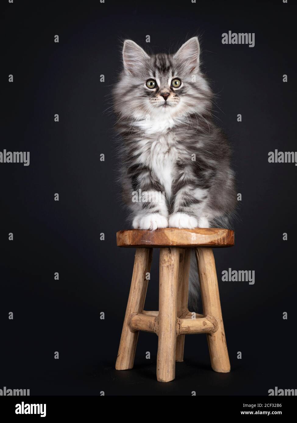 Liebenswert schwarz silber gestromt blotched Norwegian Forestcat Kätzchen, sitzt auf kleinen hölzernen Hocker. Mit grünlichen Augen überrascht auf die Kamera schauen. Isola Stockfoto