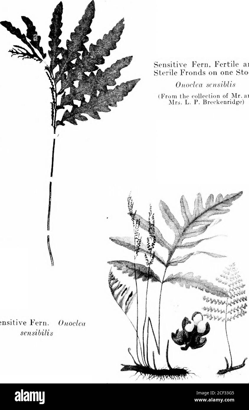 . Der Begleiter des Farnliebhabers; ein Führer für die nordöstlichen Staaten und Kanada. Sori von Sensit die Fern Lovers Companion 173 Sensitive Fern. OiiocleasensibiKs sensitive Farn, fruchtbar undSterile Wedel auf einem Stock Onoclca scnsibis (aus der Sammlung von I[r. ;IDD^IRS. L. P. Brcckenridge. 174 die Ferx Loers Co.mpaxi Stockfoto