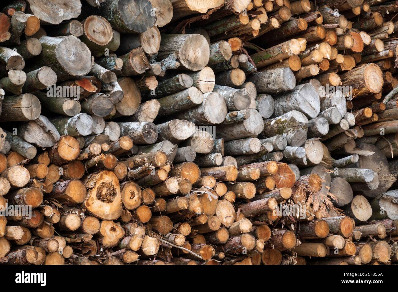 Stapel von gehackten Baumstämmen, East Garston, West Berkshire, England, Vereinigtes Königreich, Europa Stockfoto
