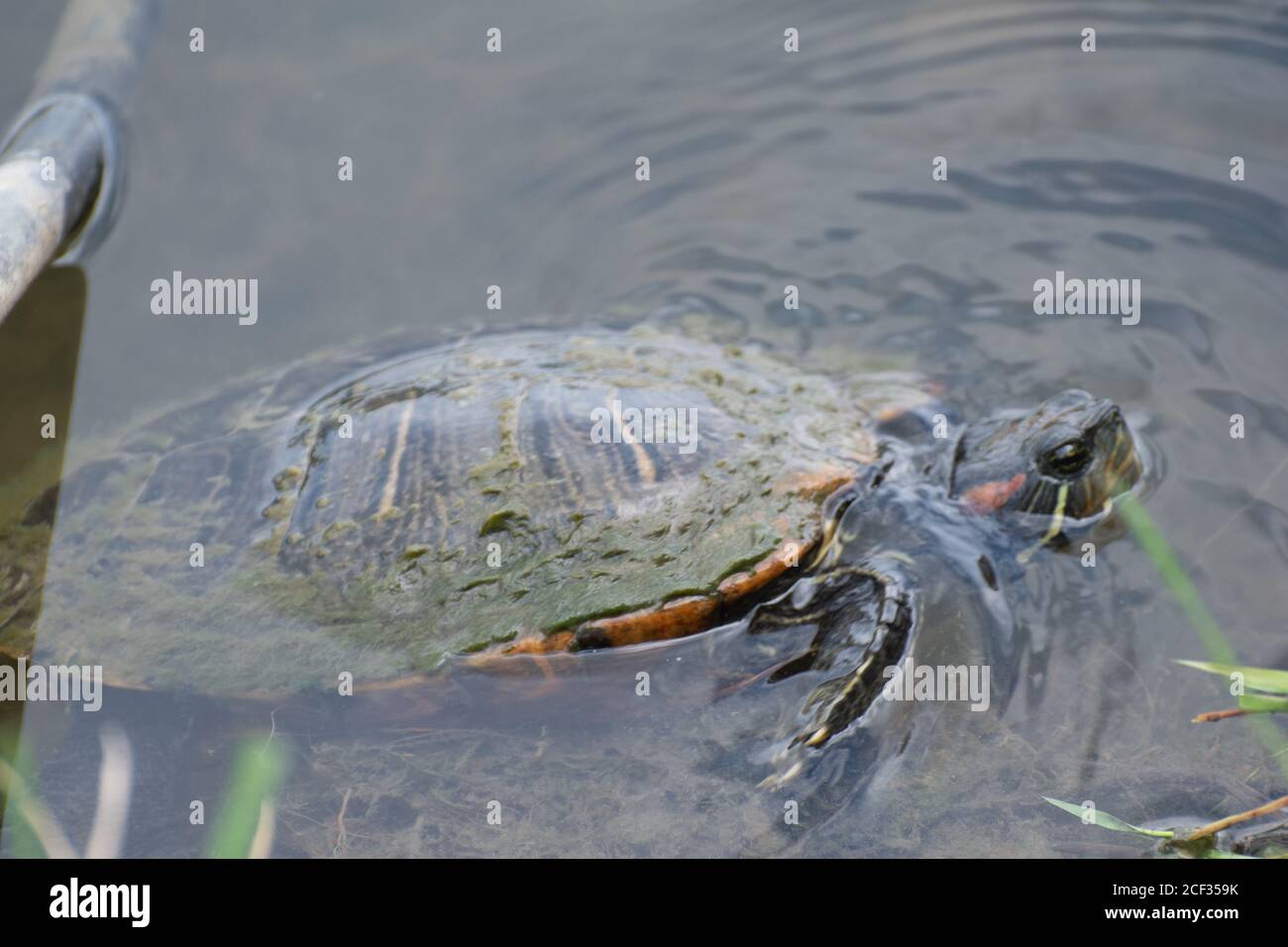 Rotohriger Slider am Cox Arboretum Stockfoto
