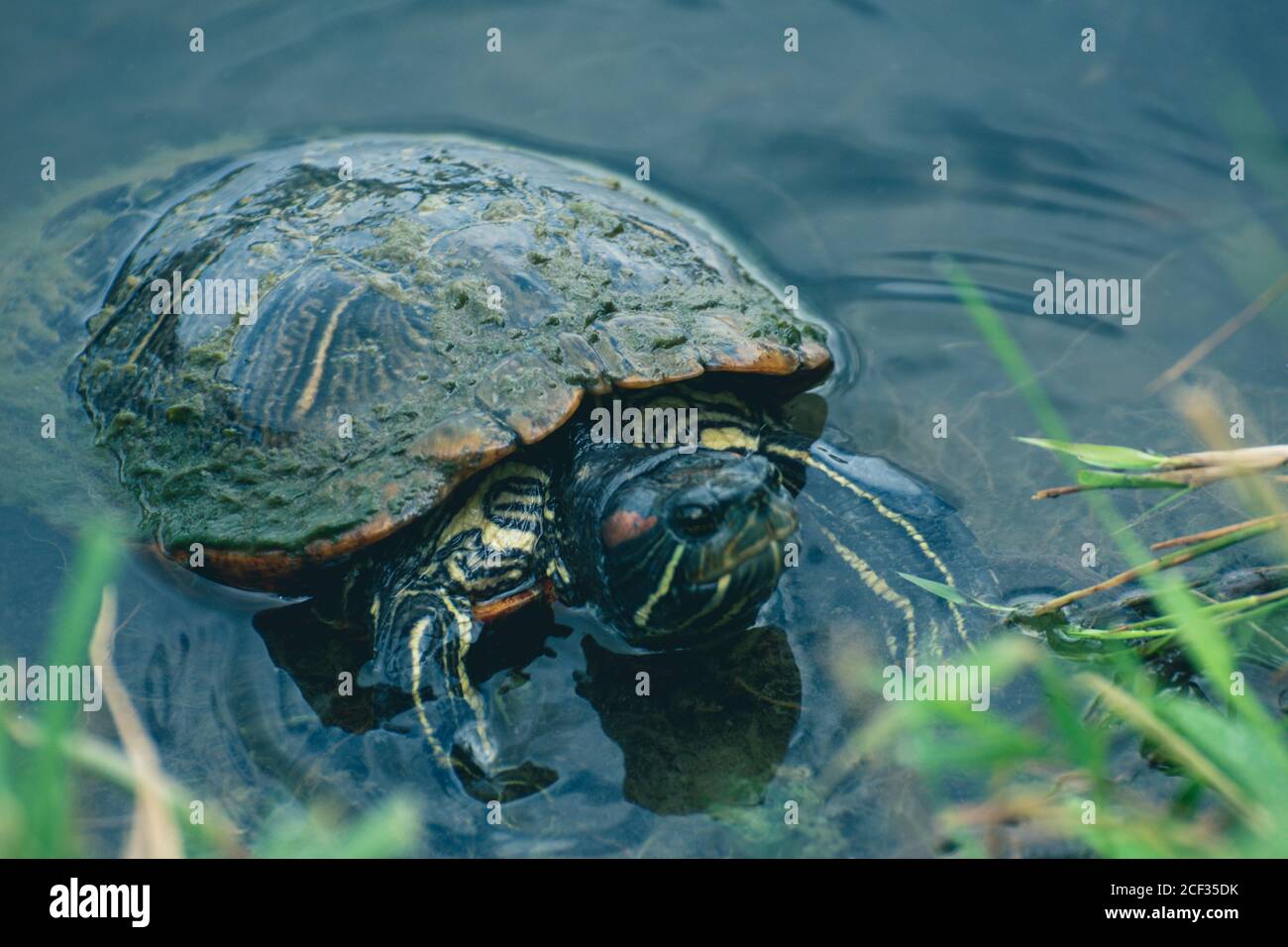 Rotohriger Slider am Cox Arboretum Stockfoto