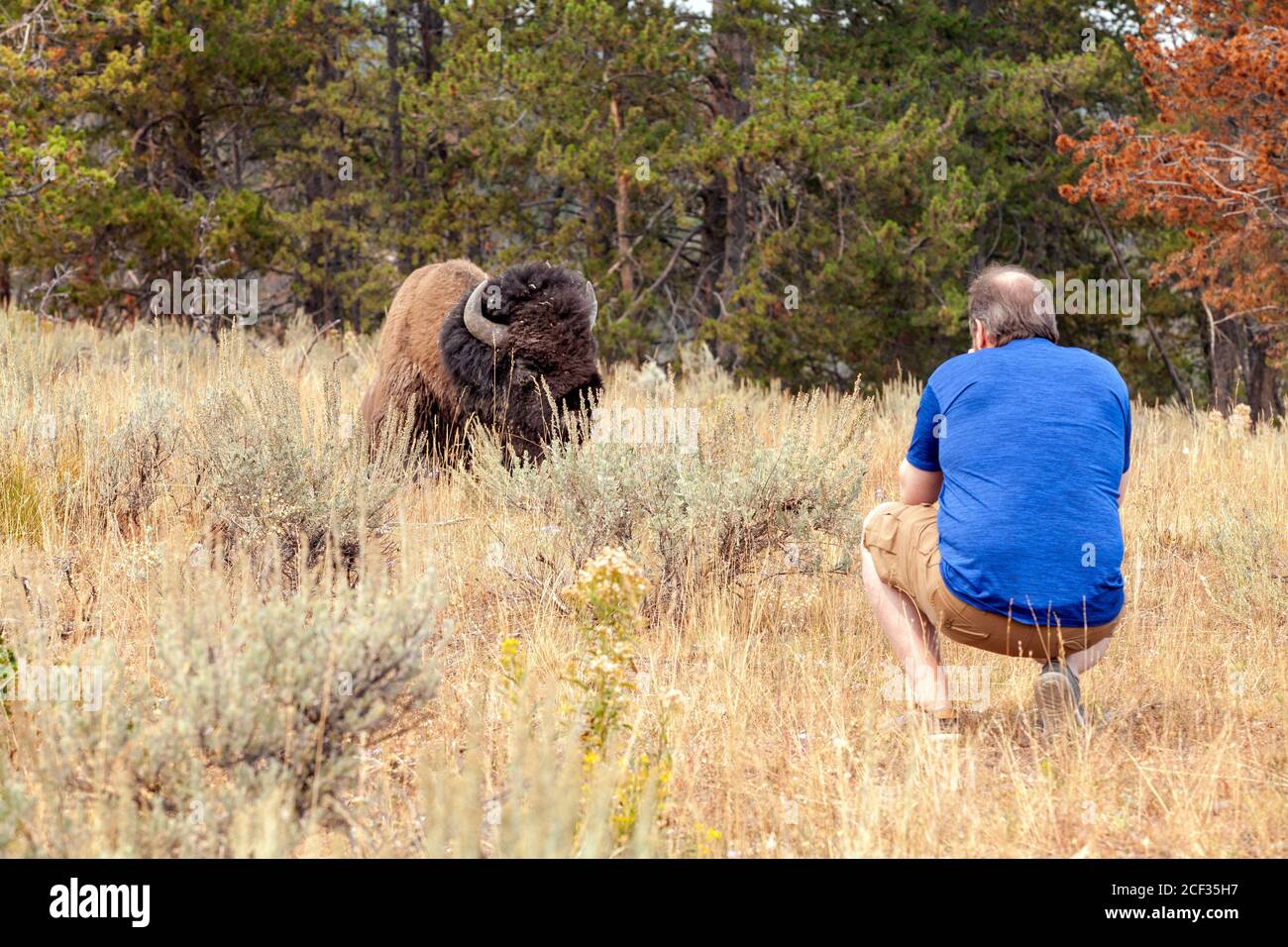 Yellowstone Touristen Fotos mit Bison's Stockfoto