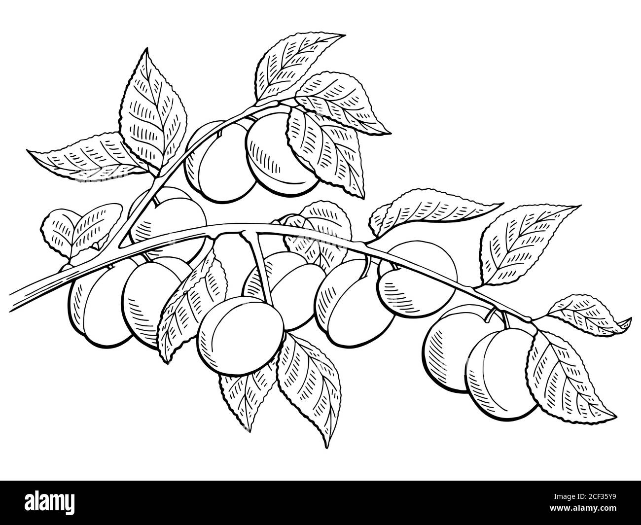 Aprikose Frucht Grafik Zweig schwarz weiß isoliert Skizze Illustration Vektor Stock Vektor
