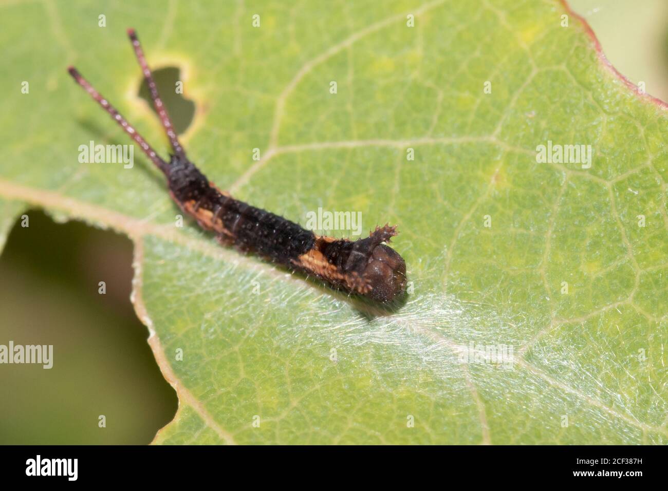 Raupe der Puss-Motte (Cerura vinula). Sussex, Großbritannien. Stockfoto