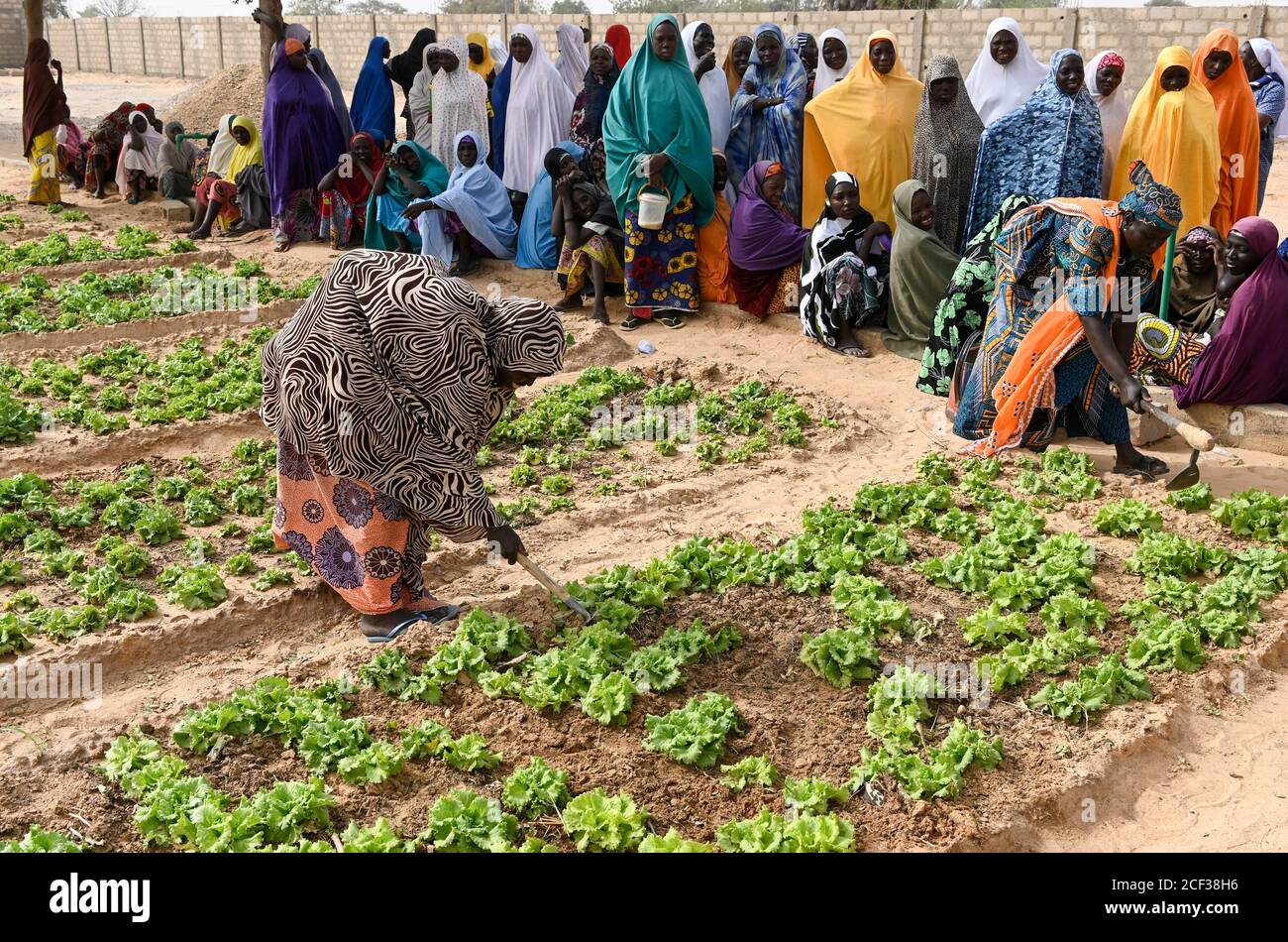 NIGER, Maradi, Dorf Dan Bako, Projekt Armutsbekämpfung und Anpassung an den Klimawandel, Gemeinschaftsgarten, Gemüseanbau mit Bewässerung, Wasser wird durch Solarpumpe gepumpt, Frauen jäten ein Salatfeld/ Projekt Armutsbekaempfung und Anpassung an den Klimawandel, Gemüsegarten mit Bewässerung mit Solar Panel für Wasserpumpe , Frauen jäten Unkraut Stockfoto