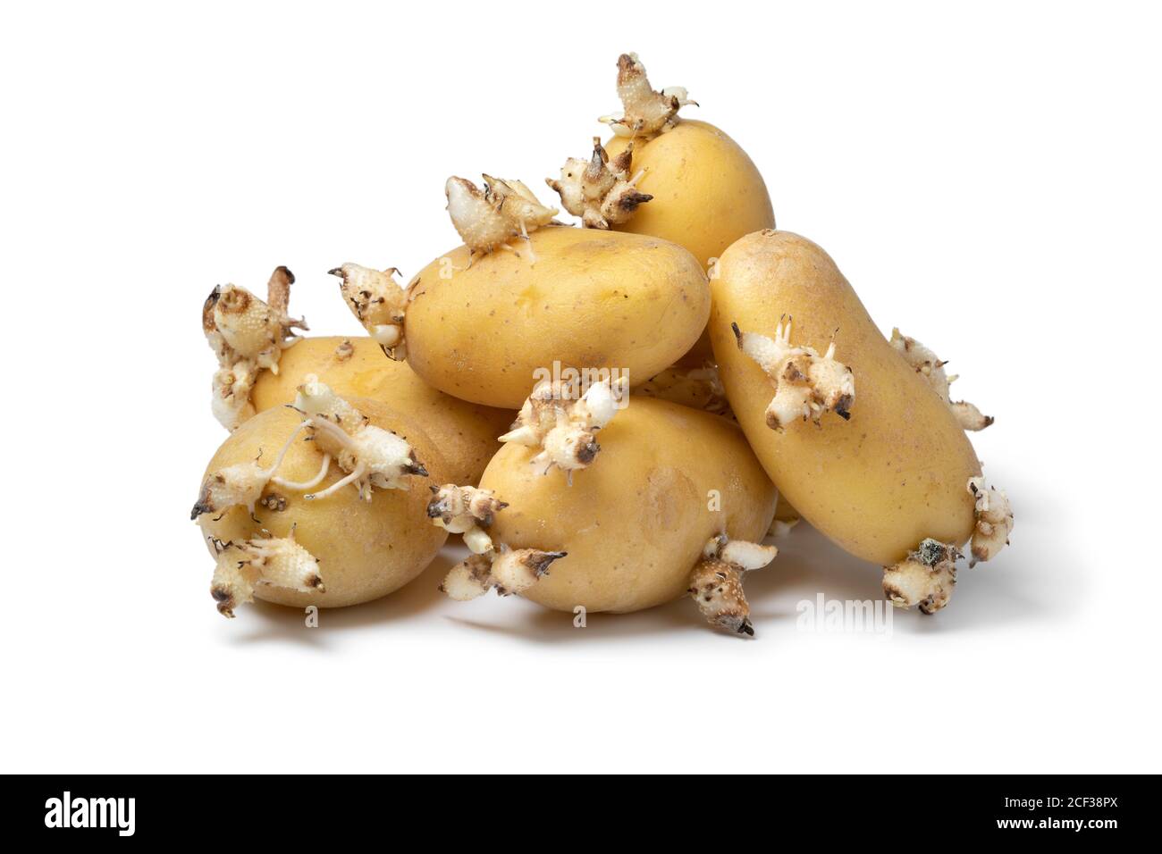 Haufen von gekeimt Bio-Kartoffeln isoliert auf weißem Hintergrund Stockfoto
