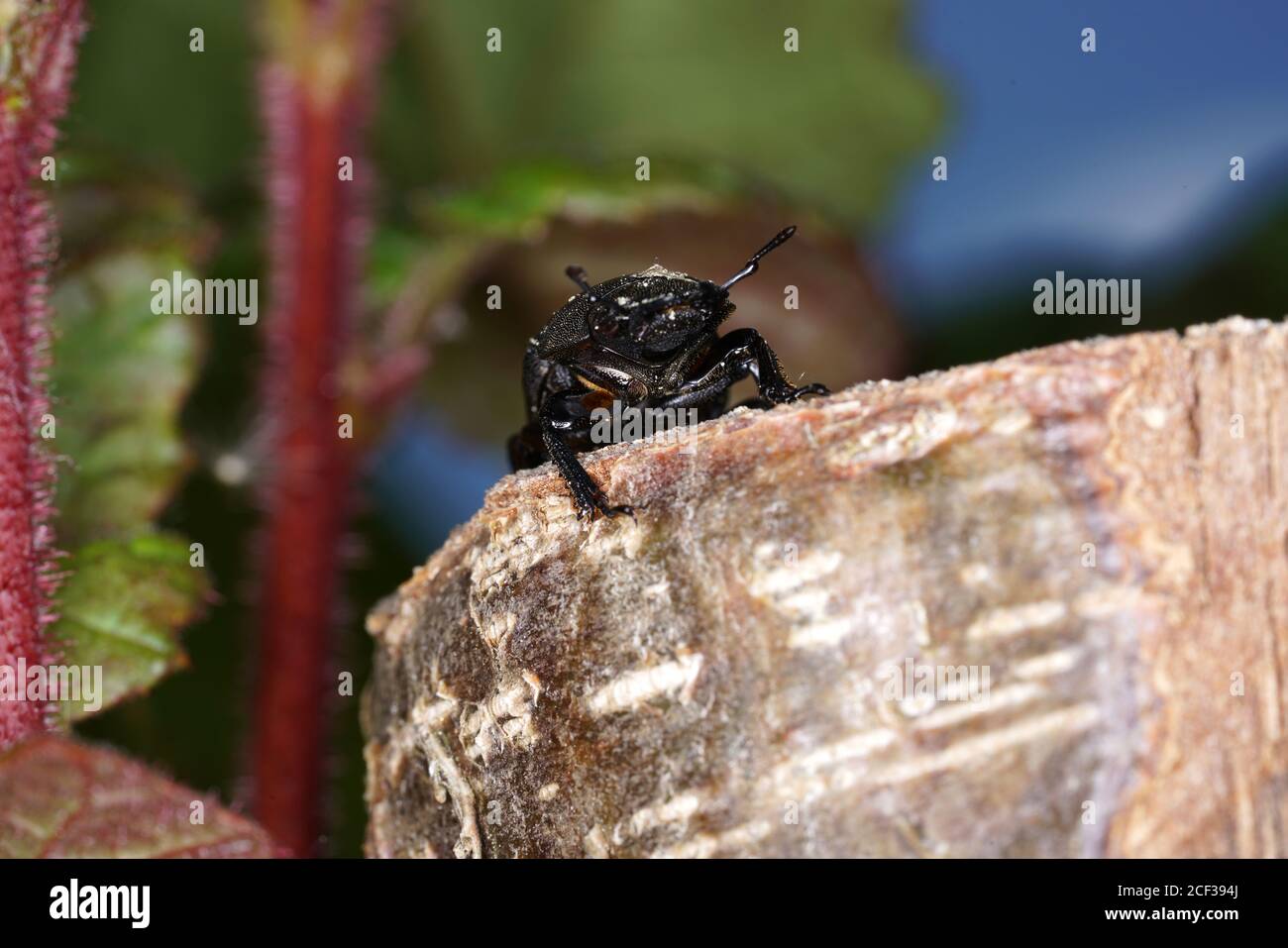 Nahaufnahme eines Geotrupidae-Käfers auf einem Felsen, eines erdbohrenden Mistkäfer Stockfoto